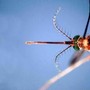 West Nile, infezioni in crescita: 312 casi confermati e 13 decessi da inizio anno