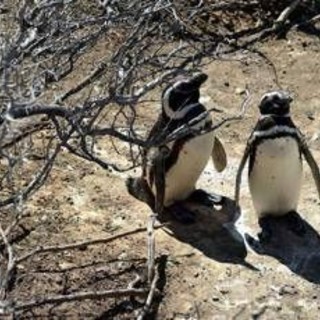 Pinguini sentinelle dell'ambiente in Patagonia, dotati di sensori rilevano inquinanti Pfas