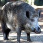 Il cinghiale attraversa la strada, scontro tra 3 auto e 4 feriti