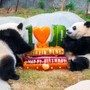 L’Ocean Park di Hong Kong celebra i 50 anni con nuove strutture e iniziative