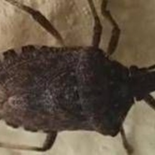 Malattia di Chagas spaventa l'America Latina, circa 6 mln convivono con l'infezione parassitaria Malattia di Chagas spaventa l'America Latina, circa 6 mln convivono con l'infezione parassitaria
