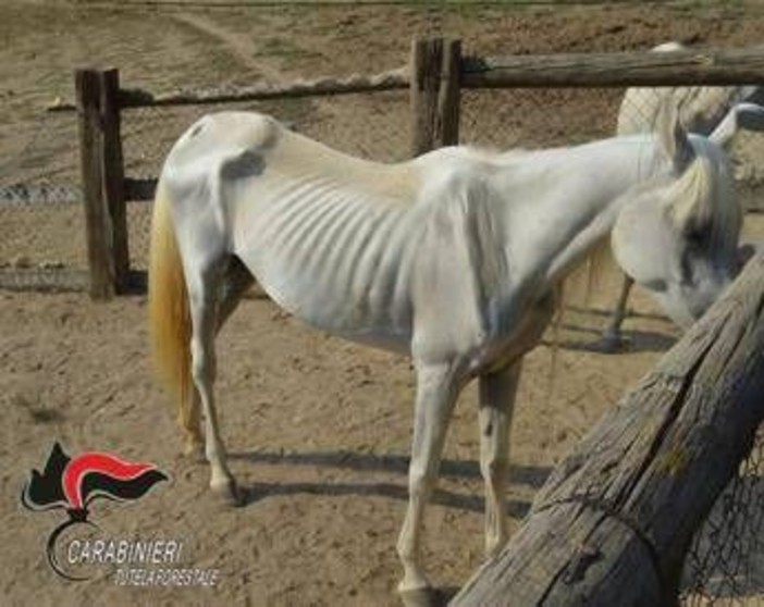 Asti, 12 cavalli denutriti salvati da allevamento e trasferiti nel varesotto