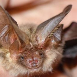 Si sveglia con un pipistrello sul viso, 11enne muore di rabbia: nessun segno di morso Si sveglia con un pipistrello sul viso, 11enne muore di rabbia: nessun segno di morso