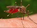 West Nile, primo caso a Biella