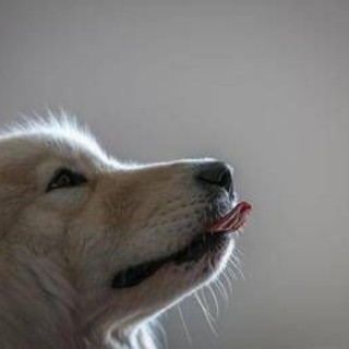 Imparare nuove parole origliando i padroni, ecco i cani con 'il dono': lo studio Imparare nuove parole origliando i padroni, ecco i cani con 'il dono': lo studio