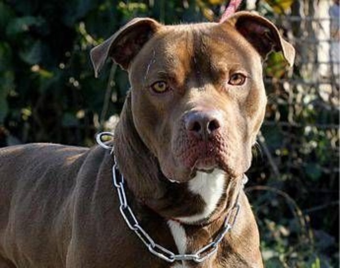 Bari, bimba di 2 anni aggredita e ferita al volto da pitbull del vicino