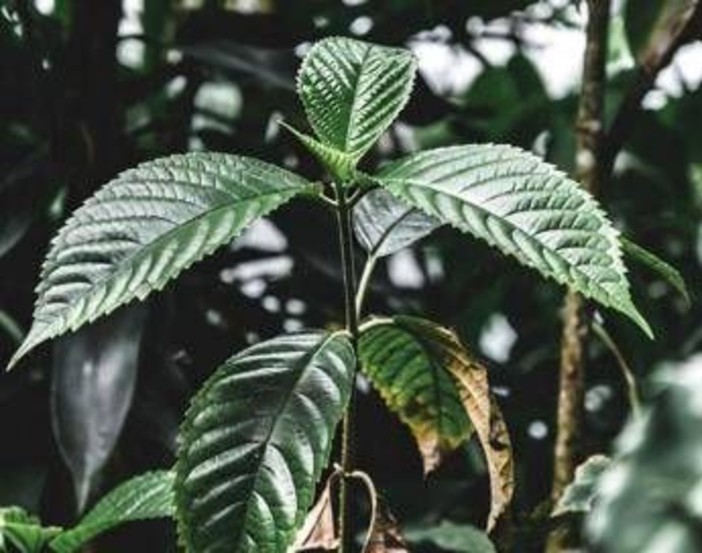 Droghe, esplode l'uso di kratom negli Usa: segnalazioni cresciute di 65 volte in un decennio