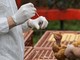 Aviaria, negli Usa primo caso umano al mondo: morto il paziente infettato dal virus Aviaria, negli Usa primo caso umano al mondo: morto il paziente infettato dal virus