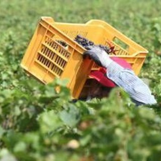 Pagavano 3 euro l'ora per turni da 14 ore nei campi, arrestati due imprenditori in Campania Pagavano 3 euro l'ora per turni da 14 ore nei campi, arrestati due imprenditori in Campania