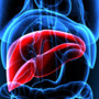 Mash, esperti a confronto su importanza diagnosi per patologia epatica sottovalutata Mash, esperti a confronto su importanza diagnosi per patologia epatica sottovalutata