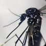 Dengue, in focolai in Italia prevale trasmissione a breve distanza: entro 400 metri