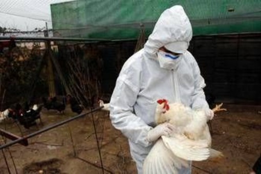 Aviaria la prossima pandemia? L'allarme degli esperti: "Diffusione senza precedenti"