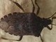 Malattia di Chagas spaventa l'America Latina, circa 6 mln convivono con l'infezione parassitaria