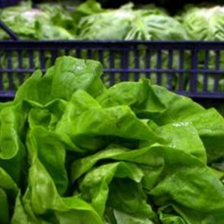 Giallo sull'epidemia di ciclosporiasi negli Usa, Fda: "Test su lattuga falso positivo" Giallo sull'epidemia di ciclosporiasi negli Usa, Fda: "Test su lattuga falso positivo"