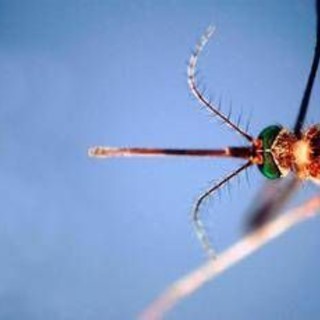 West Nile, infezioni in crescita: 312 casi confermati e 13 decessi da inizio anno West Nile, infezioni in crescita: 312 casi confermati e 13 decessi da inizio anno