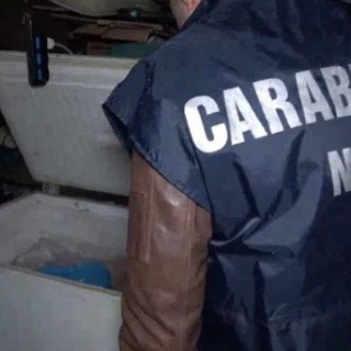 Macellazione clandestina a Salerno, sequestrati 6 quintali di carni