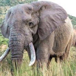 Uganda, scontro tra minibus ed elefante in parco nazionale: 3 morti