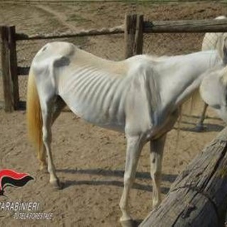 Asti, 12 cavalli denutriti salvati da allevamento e trasferiti nel varesotto
