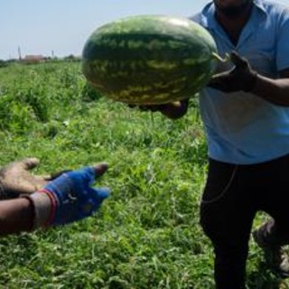 Malore mentre raccoglie angurie sotto il caldo record: morto 55enne nel mantovano Malore mentre raccoglie angurie sotto il caldo record: morto 55enne nel mantovano