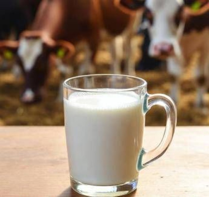 Latte crudo, la moda riprende quota in Usa. L'allarme dei medici: "Gravi rischi"