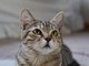 Dà fuoco a un gatto e lo cucina, orrore a La Spezia Dà fuoco a un gatto e lo cucina, orrore a La Spezia