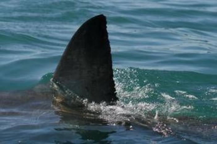 Australia, squalo attacca e uccide nuotatore a Perth Australia, squalo attacca e uccide nuotatore a Perth