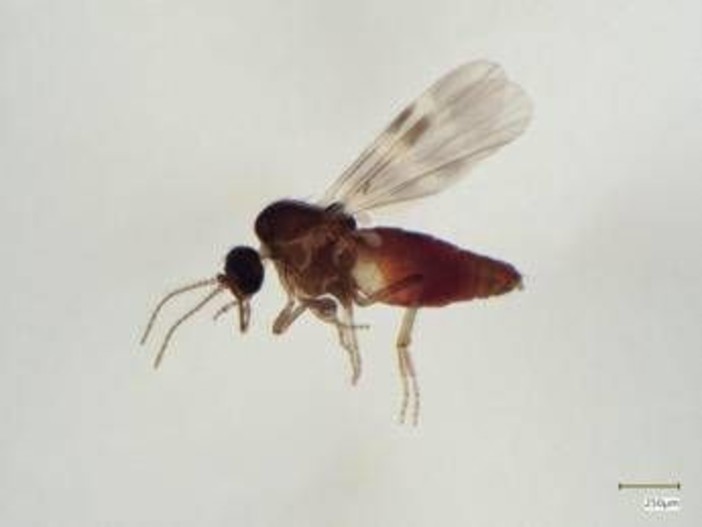 Virus Shamonda, chi lo trasmette? L'imputato è il Culicoides: identikit del 'moscerino pungente' Virus Shamonda, chi lo trasmette? L'imputato è il Culicoides: identikit del 'moscerino pungente'