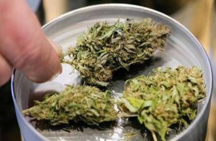 Manovra, cannabis light torna legale ma con 'super imposta' del 40%