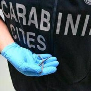 Palermo, fermento all'aeroporto: trovato piccolo serpente sul volo da Lampedusa