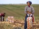 La Cina prevede un 2026 da record per il raccolto di cereali La Cina prevede un 2026 da record per il raccolto di cereali