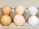 Uova bianche o marroni, quali sono migliori? Ecco cosa dice la scienza Uova bianche o marroni, quali sono migliori? Ecco cosa dice la scienza