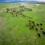 La Cina punta sulle sue praterie per migliorare l’ecosistema nazionale La Cina punta sulle sue praterie per migliorare l’ecosistema nazionale