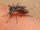 Proteggersi dalle zanzare: consigli utili